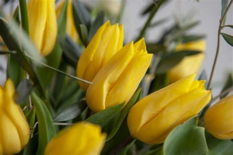 Waarom tulpen van kleur veranderen